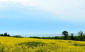 A summer field... outside Arklow, Co Wicklow... hope you don't suffer hay-fever!!