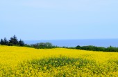 Hay-fever special!! Rapeseed field outside Arklow...