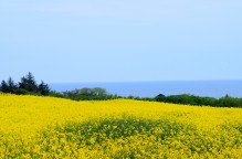 Hay-fever special!! Rapeseed field outside Arklow...