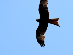 Closer look at a Red Kite over Arklow...