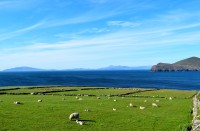 OH... to be a sheep! Valentia Island... a different form of paradise! Promise!